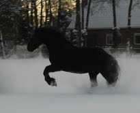 finnsneeuw