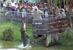 Jumping Croc