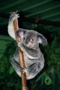 koala