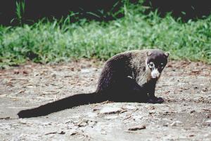 Coati