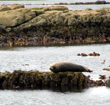 zeehond